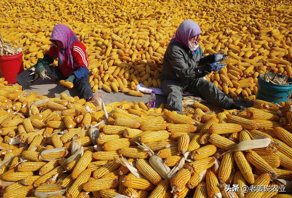 湖北23选5综合走势图，数字背后的智慧与策略