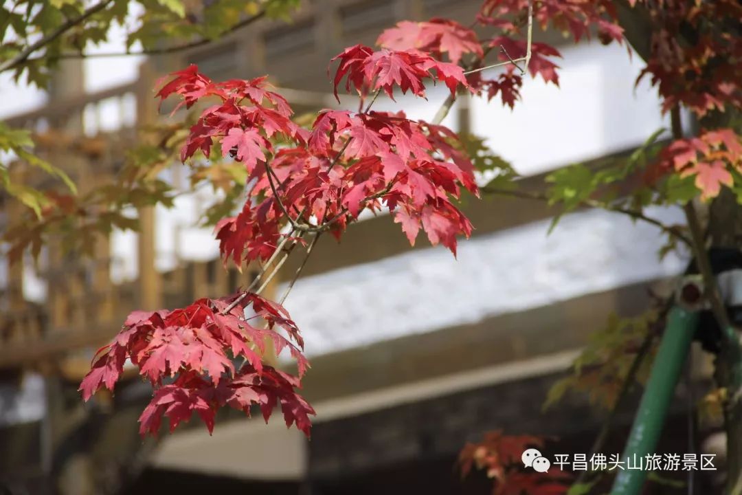 探索红叶高手联盟，秋日里的热血与诗意红叶高手联盟366555