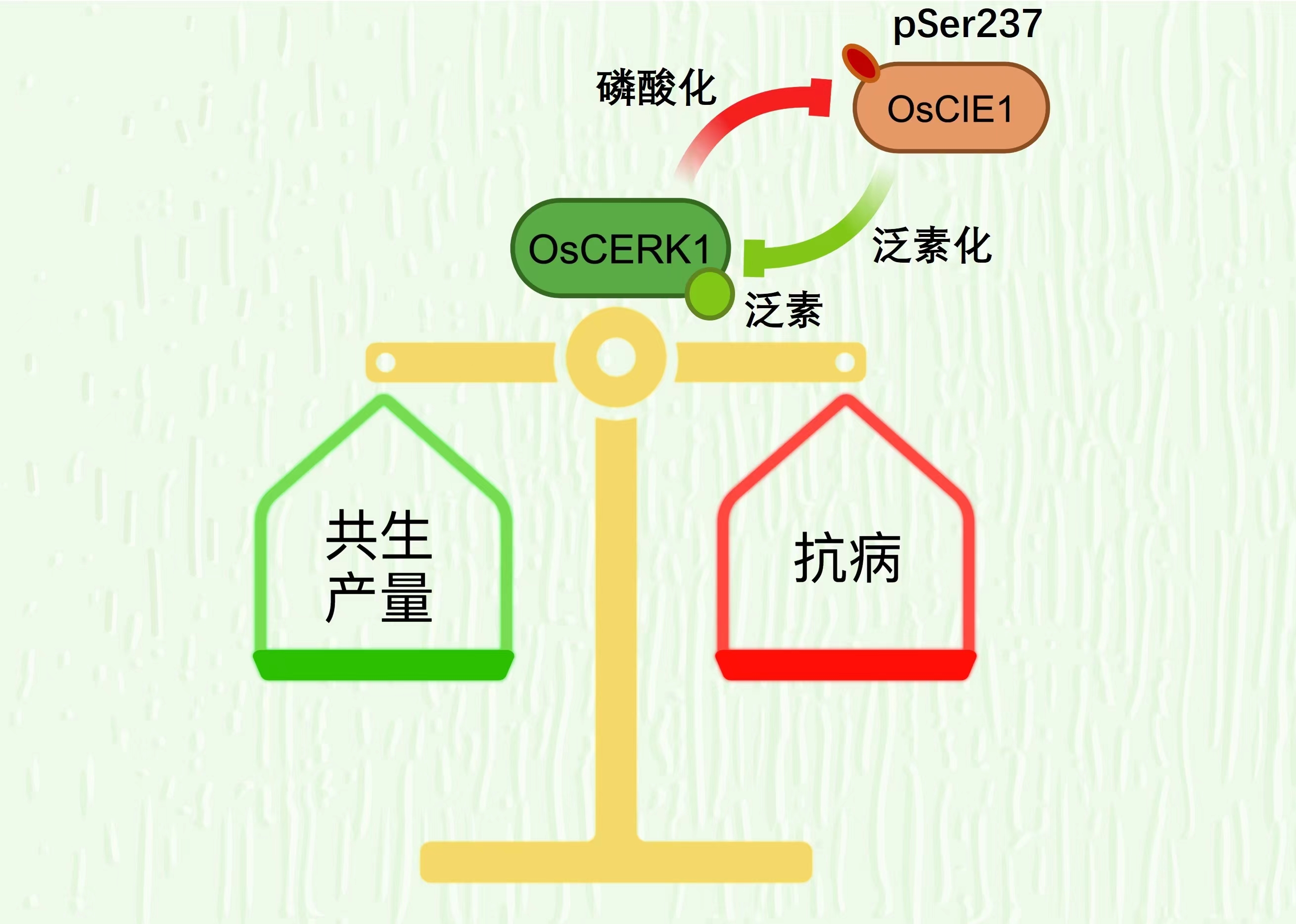 澳门精准一码发财，理性与机遇的平衡艺术澳门精准一码发财使用方法