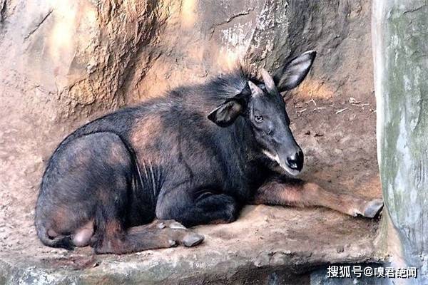 ‘四不象’特技图案四不像特肖图打开